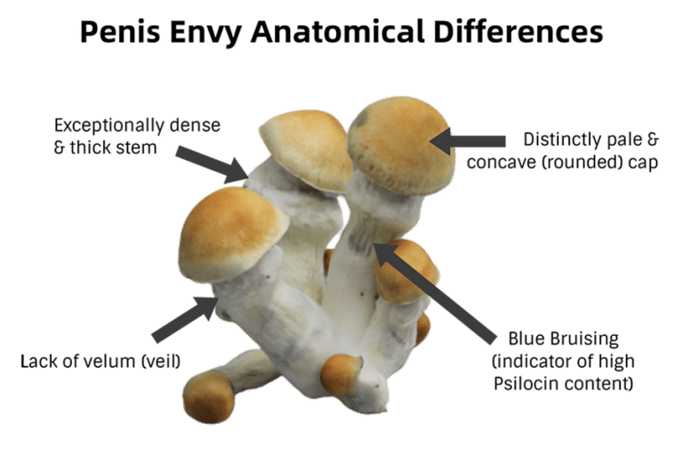 Penis Envy Mushrooms A Potent Shroom S Complex History DoubleBlind Mag