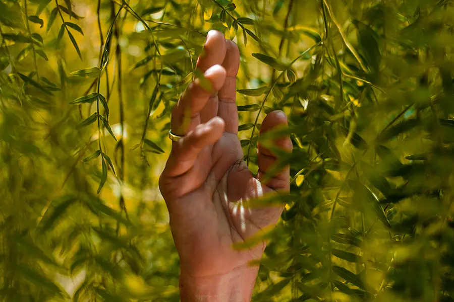 Hand reaching towards leaves