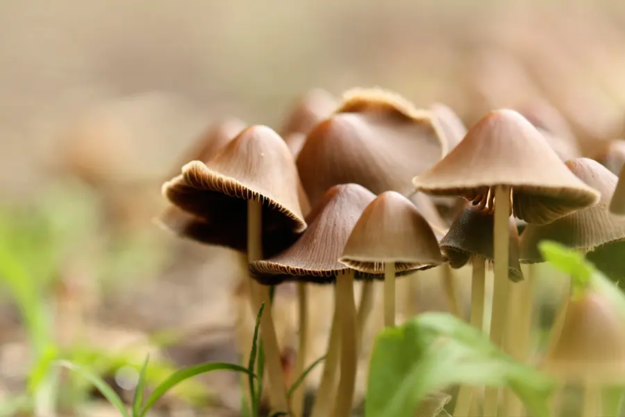 Wild magic mushrooms.