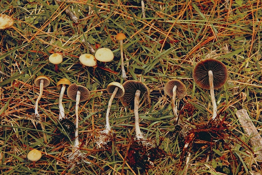 DoubleBlind: A photograph of a selection of psychedelic mushrooms on grass. In this article, Double Blind explores everything you should know about the campaign to decriminalize naturally occurring psychedelics