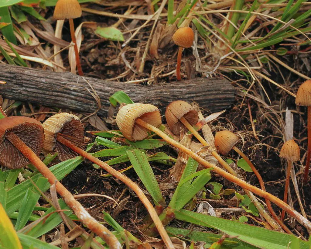 DoubleBlind: Mushrooms in the grass. In this article Doubleblind takes a look beyond Psilocybe Cubensis: 10 Magic Mushroom Strains You Should Know About
