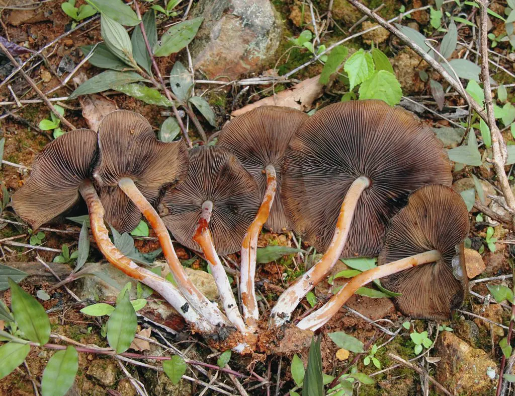 DoubleBlind: Mushrooms in the grass. In this article Doubleblind takes a look beyond Psilocybe Cubensis: 10 Magic Mushroom Strains You Should Know About