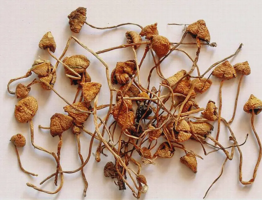 DoubleBlind: Dried mushrooms on a table. In this article Doubleblind takes a look beyond Psilocybe Cubensis: 10 Magic Mushroom Strains You Should Know About