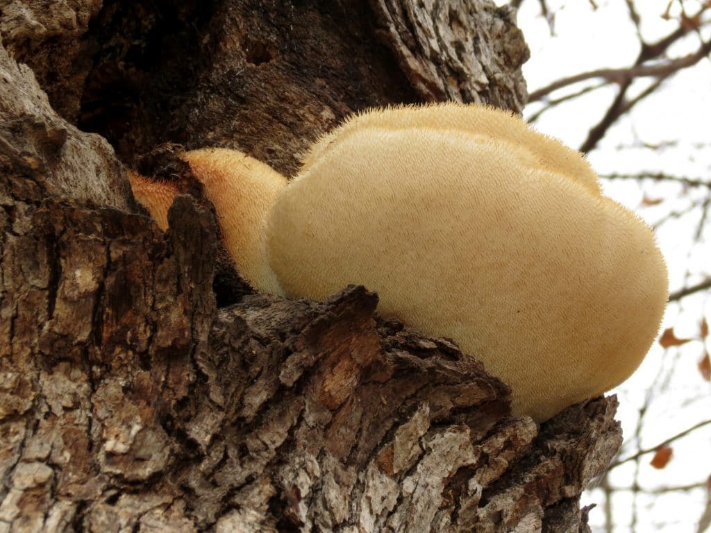 DoubleBlind:Photograph of a medicinal mushroom,