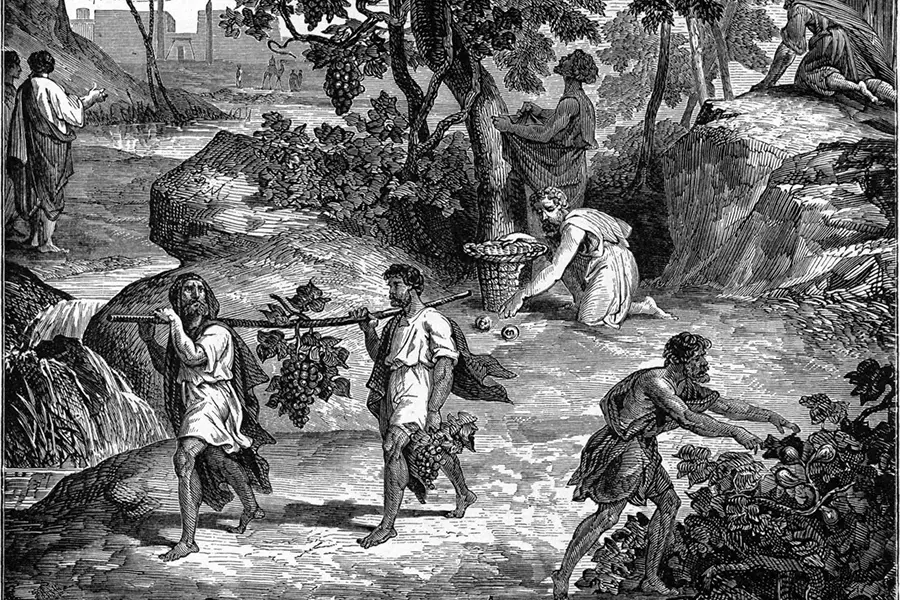 Doubleblind: an illustration of the bible featuring men carrying grapes. In this article, Doubleblind explores if there we psychoactive plants in the bible.