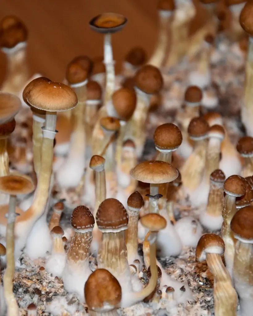 DoubleBlind: Image of psilocybe cubensis mushrooms growing. In this article, DoubleBlind explores gold cap shrooms.