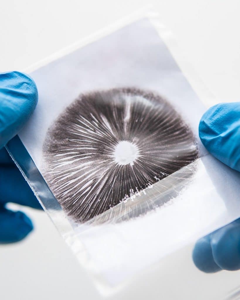 DoubleBlind: Image of mushroom spore print. In this article, DoubleBlind explores gold cap shrooms.