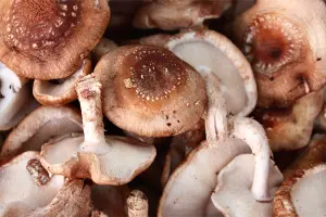 Pile of mushrooms