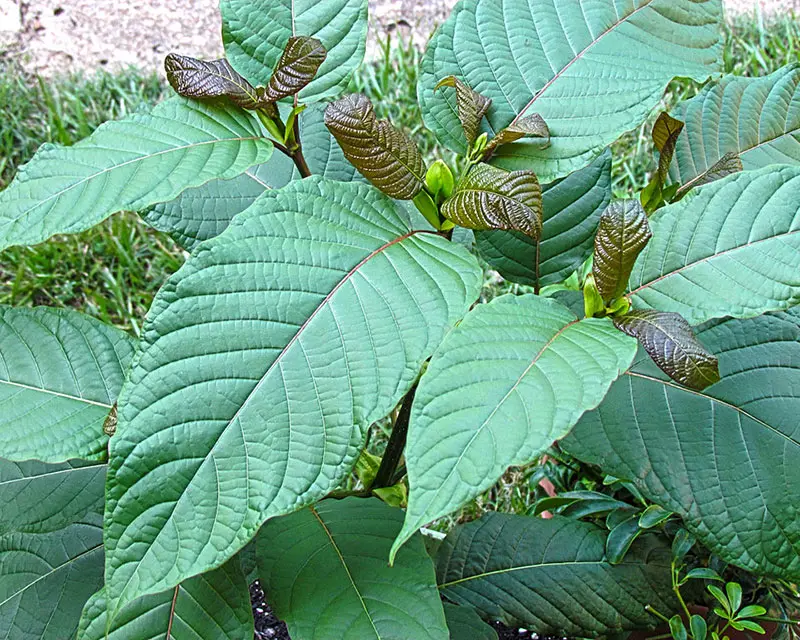 DoubleBlind: Image of kratom plant. In this article, DoubleBlind explores the top legal psychoactive plants in the United States and Canada.