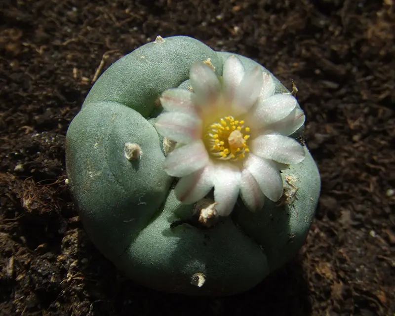 DoubleBlind: Image of peyote cactus. In this article, DoubleBlind explores the top legal psychoactive plants in the United States and Canada.