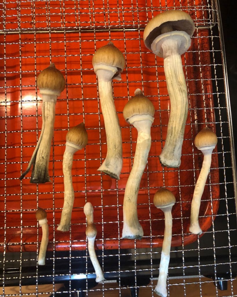 Image of psilocybin mushrooms drying on wire rack.