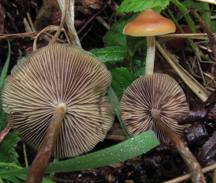 DoubleBlind: Image of Psilocybe Azurescens, species of psychedelic mushrooms.