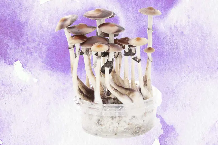 Mushroom grow kit