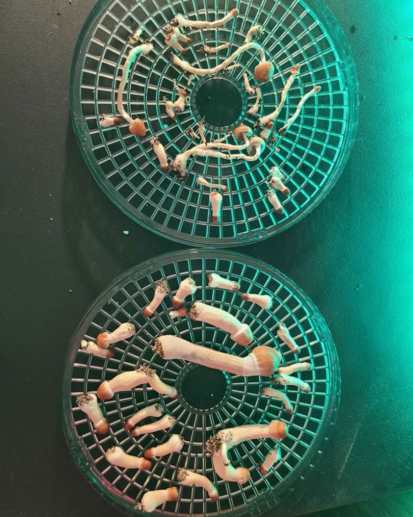 Image of psilocybin mushrooms on horizontal dehydrator trays.