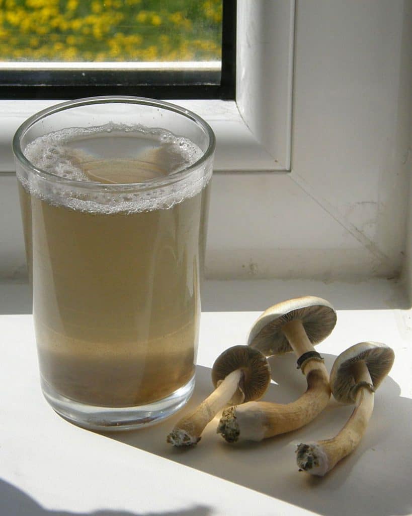 DoubleBlind: Image of psilocybin mushrooms and mushroom tea.