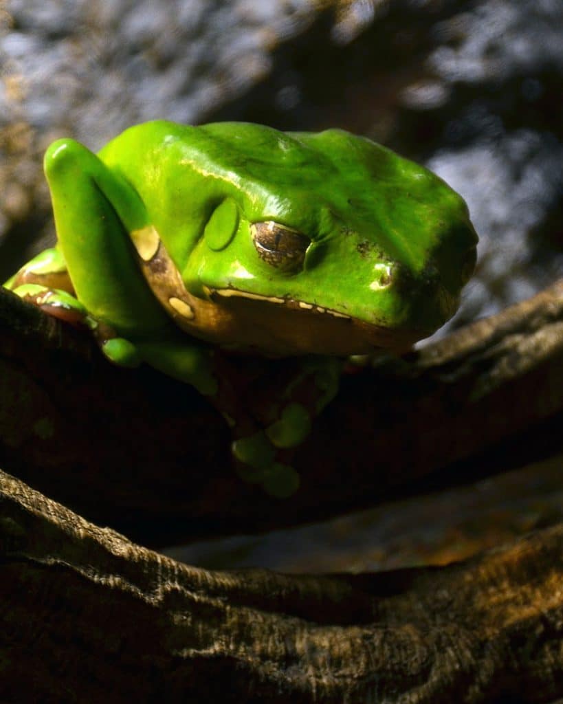 DoubleBlind: Giant monkey frog (Phyllomedusa bicolor). In this article, DoubleBlind explores kambo treatment, how it works, and whether or not it is safe.
