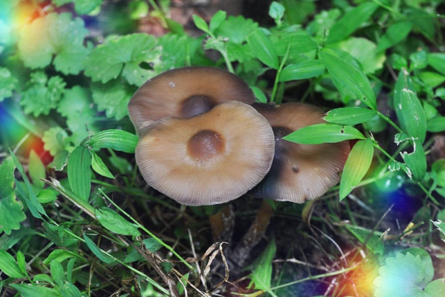 Where Do Magic Mushrooms Grow? - DoubleBlind Mag