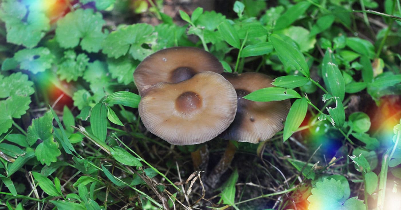 Magic Mushrooms Crop Top and Leggings Combo