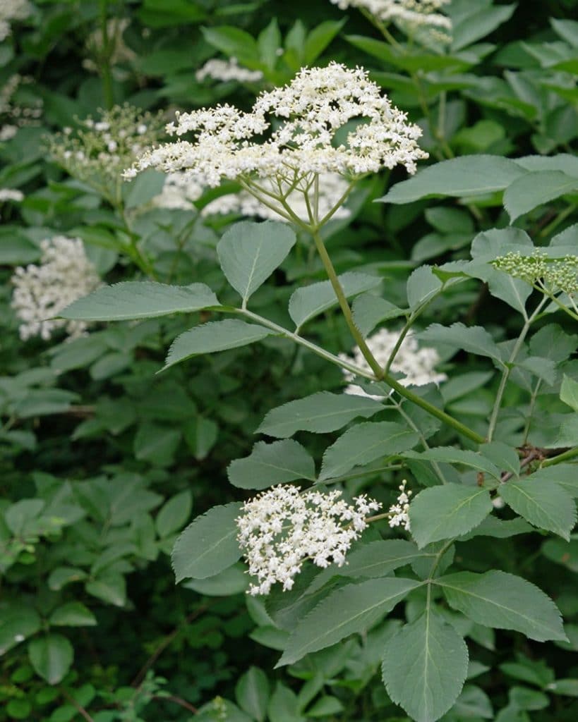 DoubleBlind: Image Elderflower. In this article, DoubleBlind explores herbs that can be helpful during a psychedelic trip.