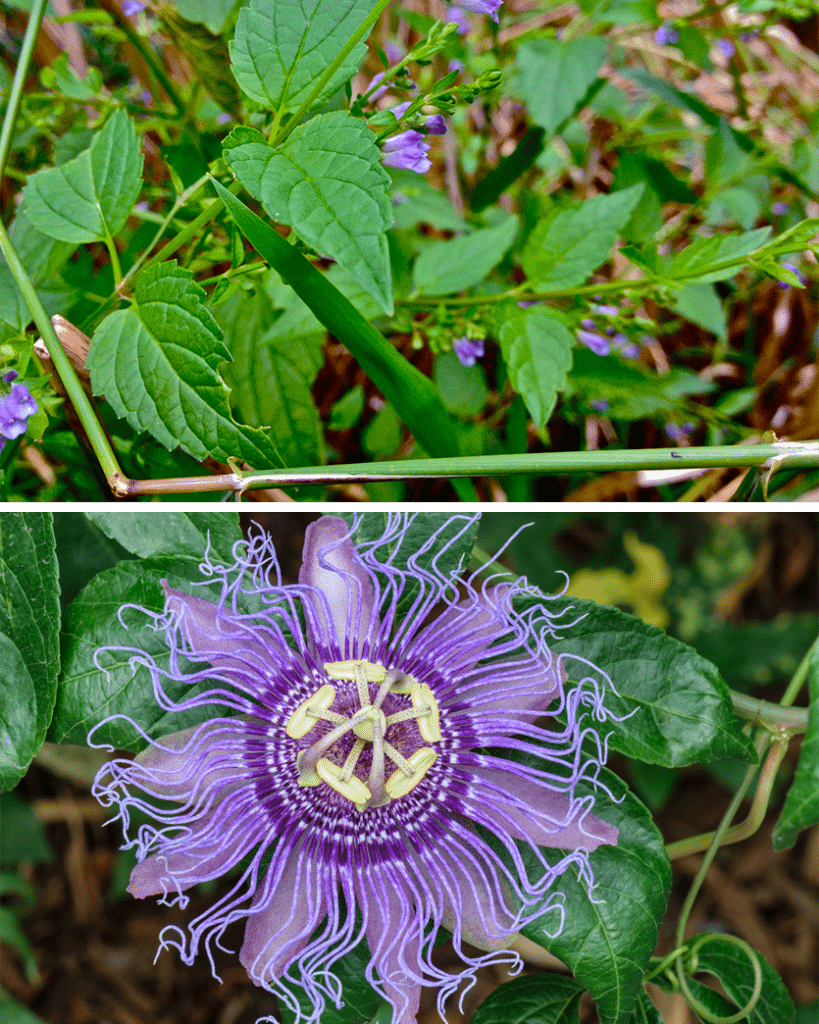 DoubleBlind: Image of Skullcap and Passionflower. In this article, DoubleBlind explores herbs that can be helpful during a psychedelic trip.