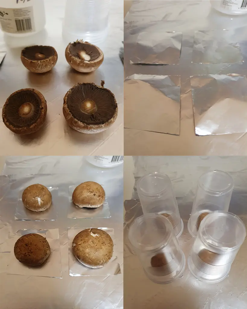 DoubleBlind: Image of spore print making process.