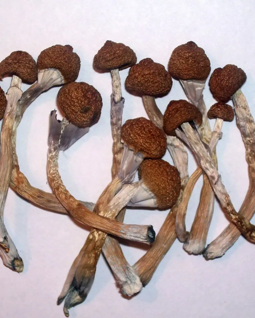 DoubleBlind: Image of dried magic mushrooms. In this article, DoubleBlind explores jedi flipping—the act of mixing MDMA, LSD and psilocybin mushrooms together.