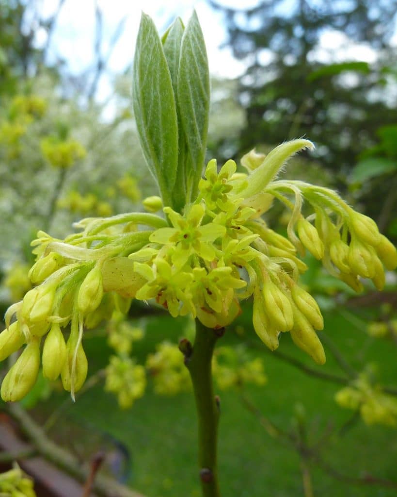 DoubleBlind: Image of yellow flowers on Sassafras tree. In this article, DoubleBlind explores the effects of Sassafras, also known as MDA.