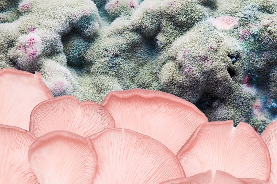 Oyster mushrooms and mold