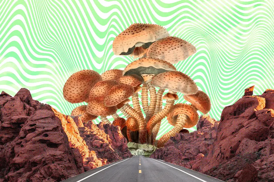 Road driving towards mushrooms