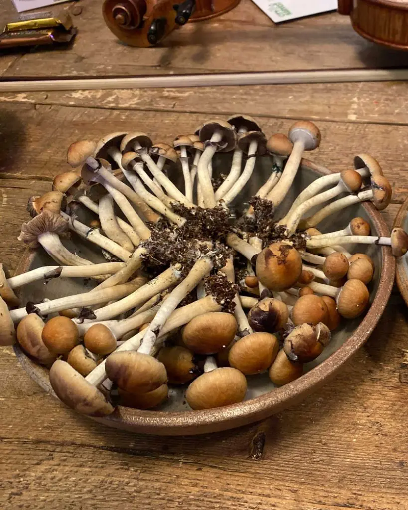 How to Dry Shrooms - DoubleBlind Mag