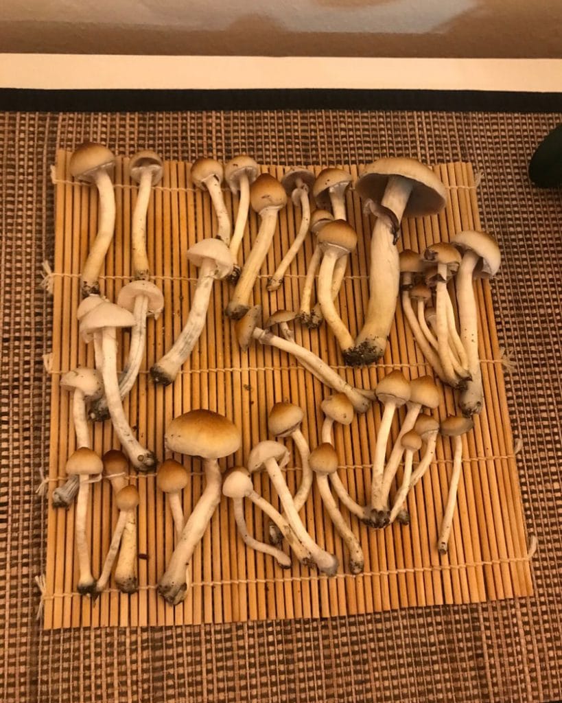 Image of fresh psilocybin mushrooms drying on sushi mat.