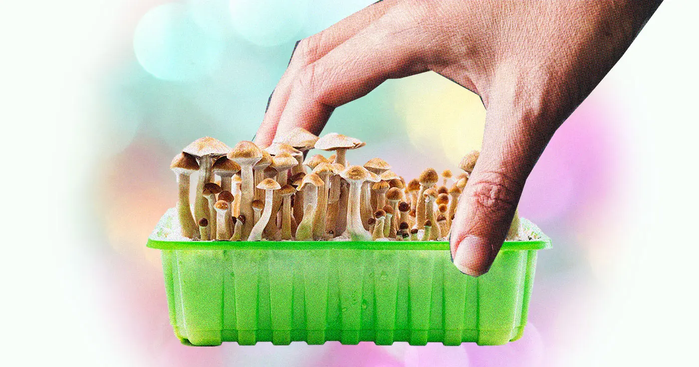 Tray of growing mushrooms