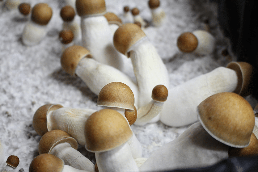 Penis envy magic mushrooms