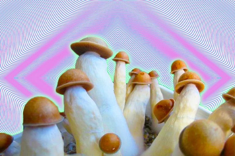 Penis Envy Mushrooms A Potent Shrooms Complex History Doubleblind Mag 0426