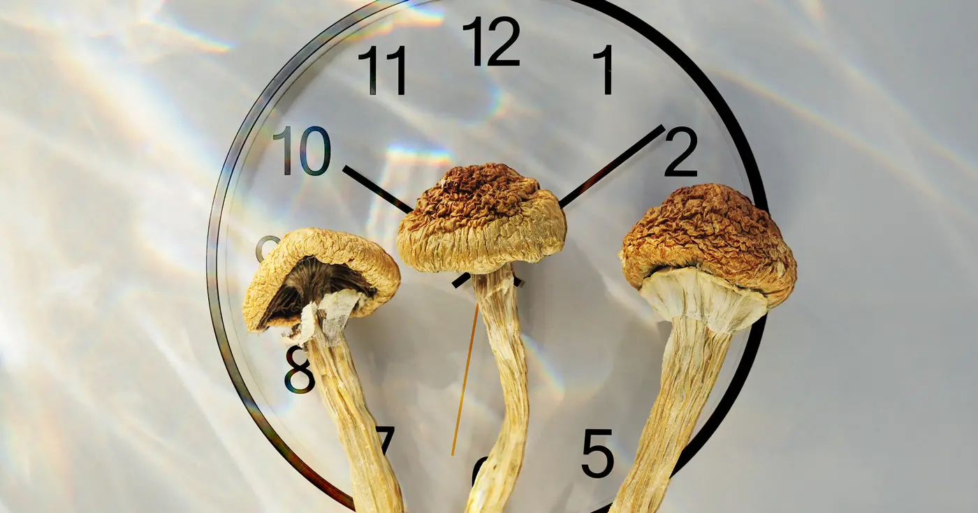 How Long Do Shrooms Last? | DoubleBlind Mag