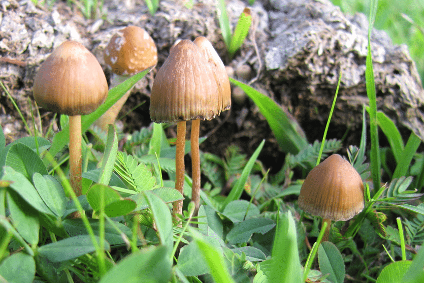 psilocybe mexicana mushrooms