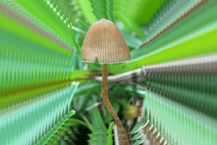 Psilocybe mexicana mushroom
