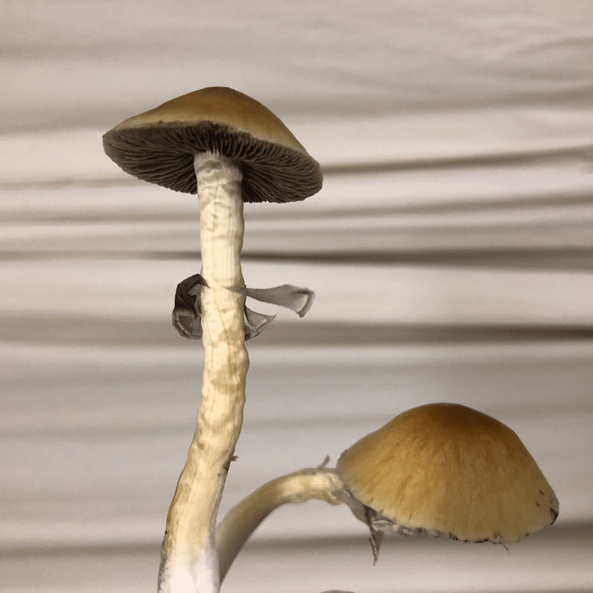 Fresh Psilocybin mushrooms