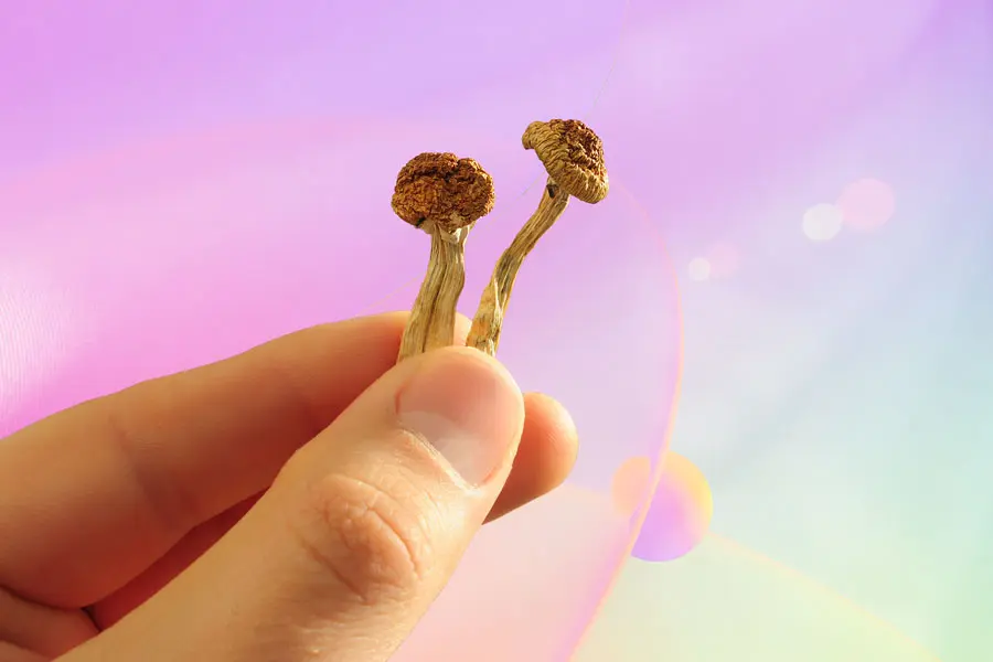 Hand holding shrooms
