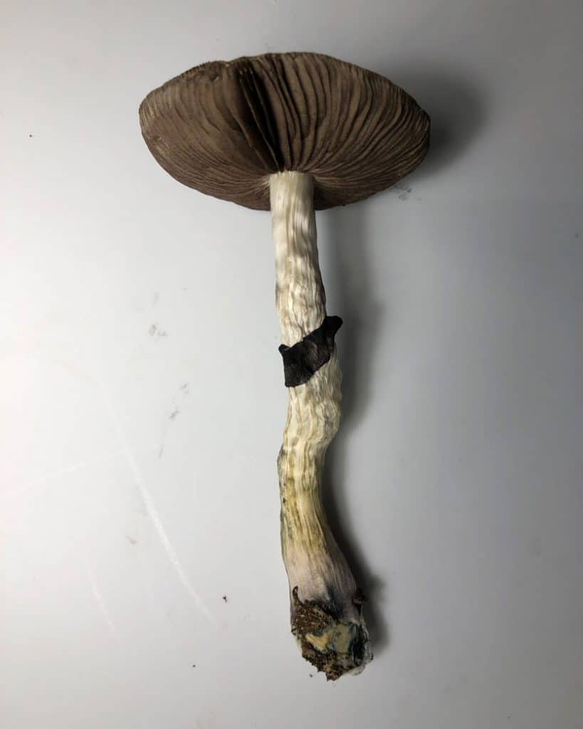 Psilocybin mushroom