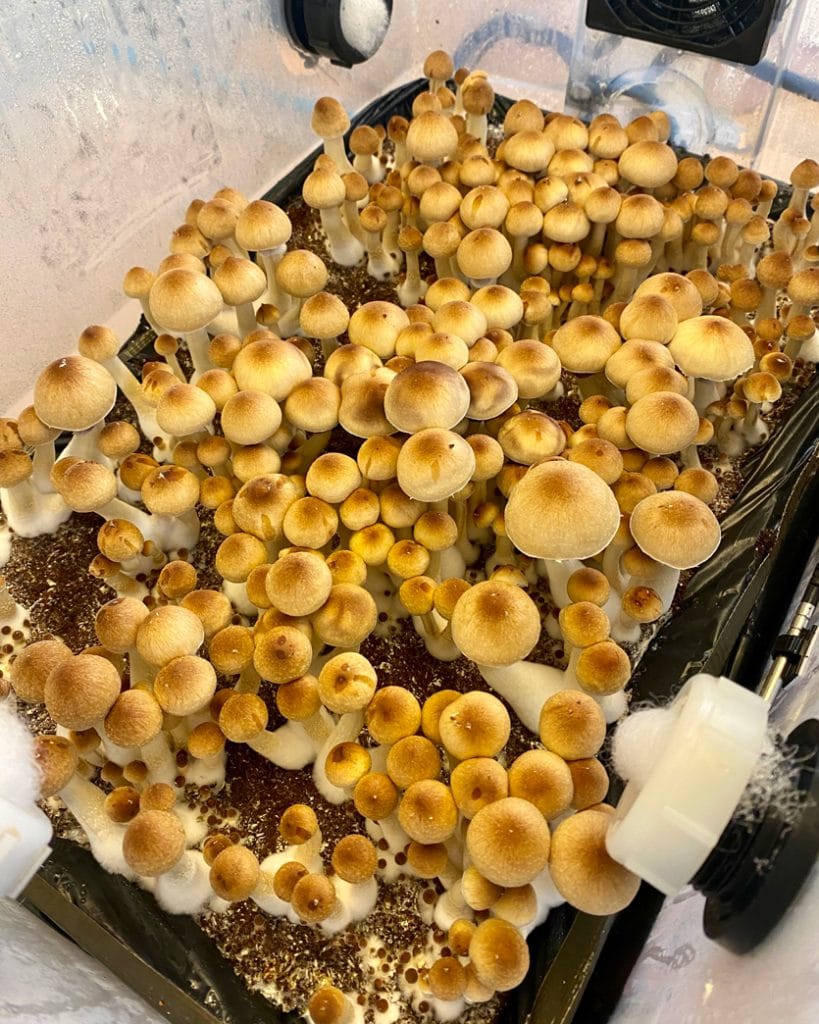 shroom cultivation