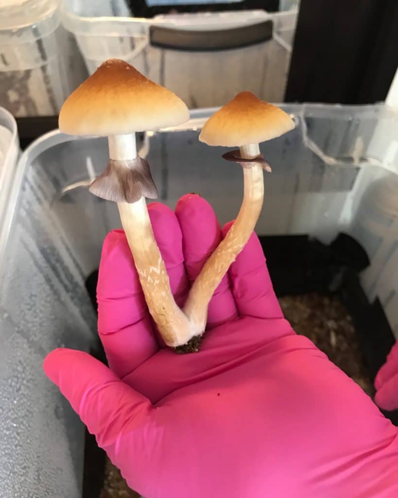 hand holding shrooms