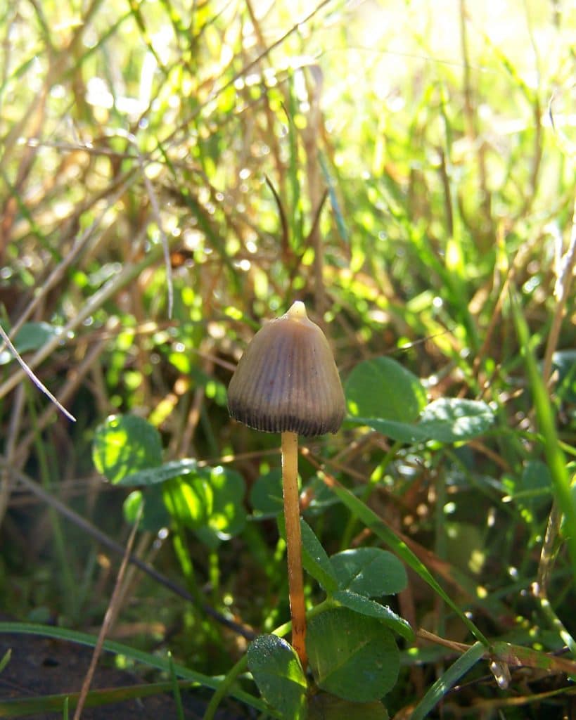 liberty cap mushrooms