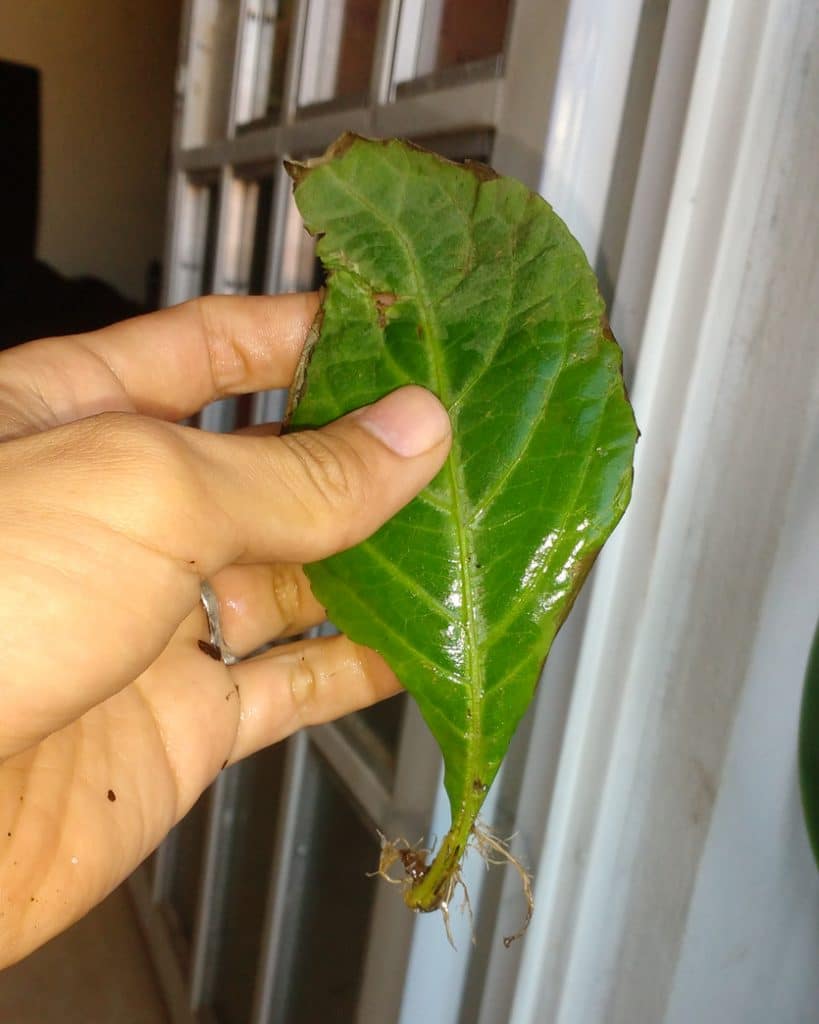Salvia divinorum leaf