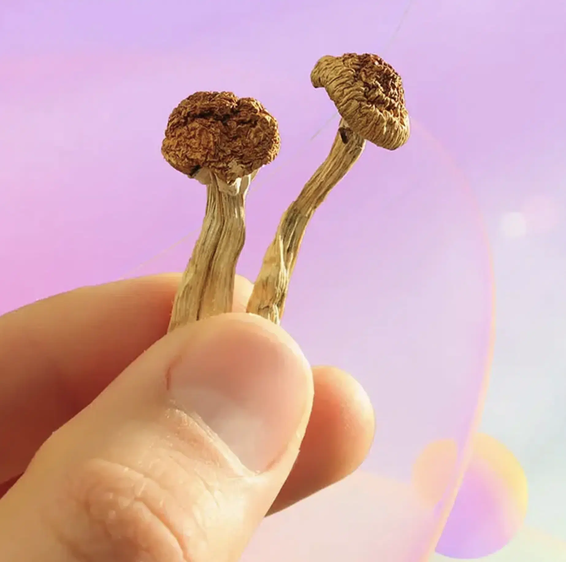 mushroom fingers