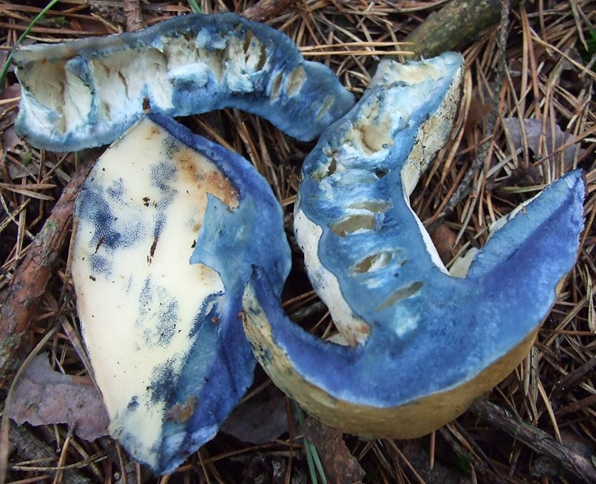 blue bruised mushroom