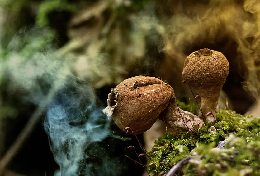 mushroom releasing spores