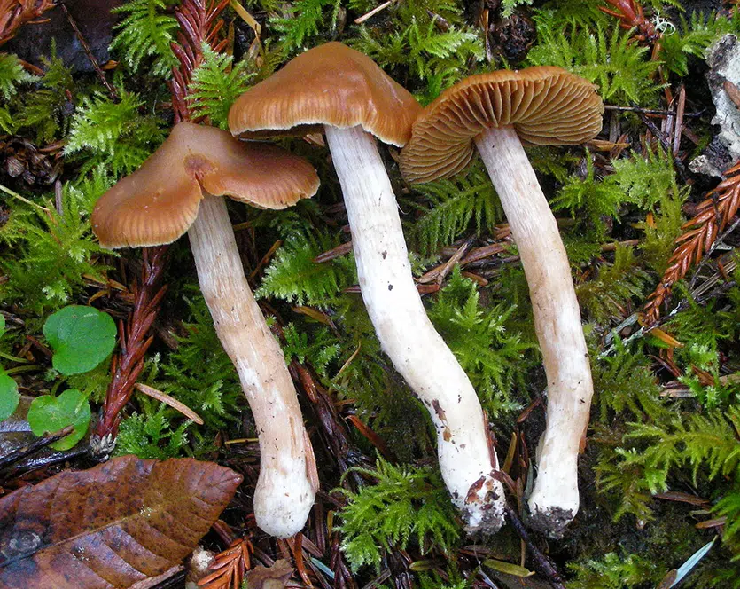 Cortinarius obtusus mushroom