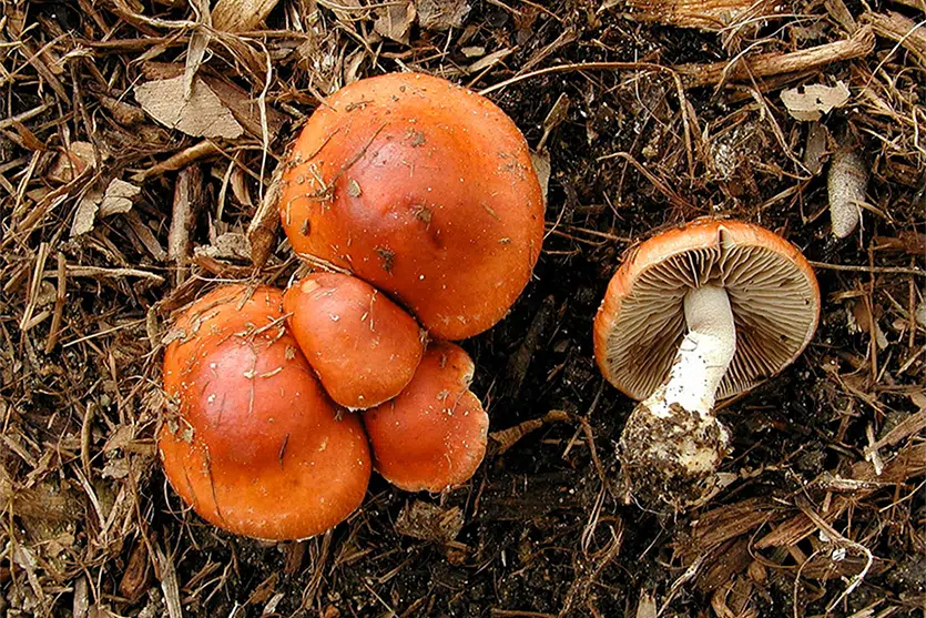 Leratiomyces ceres mushrooms.