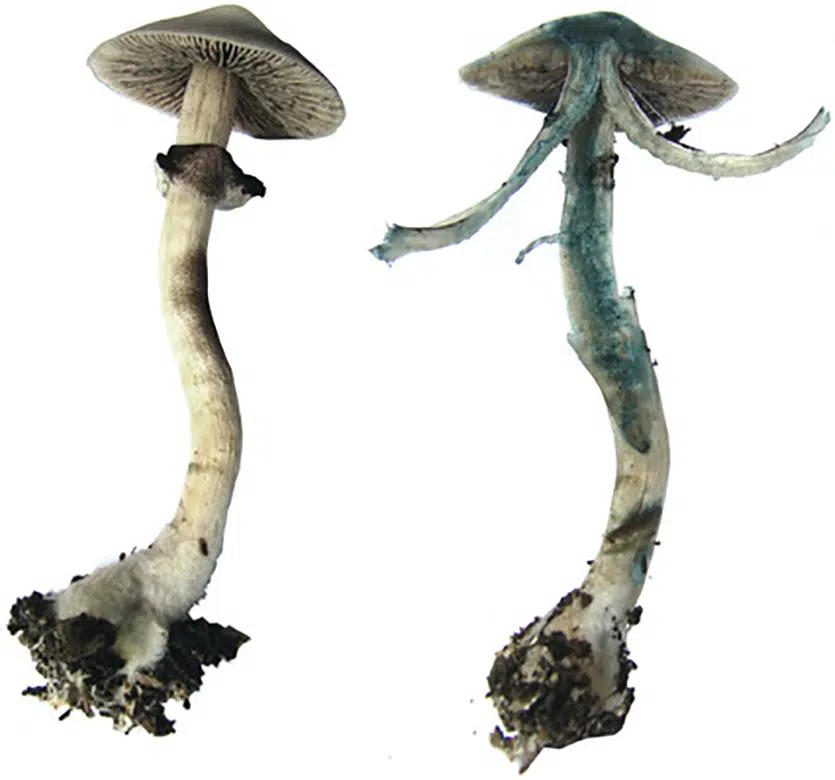 blue bruised mushroom
